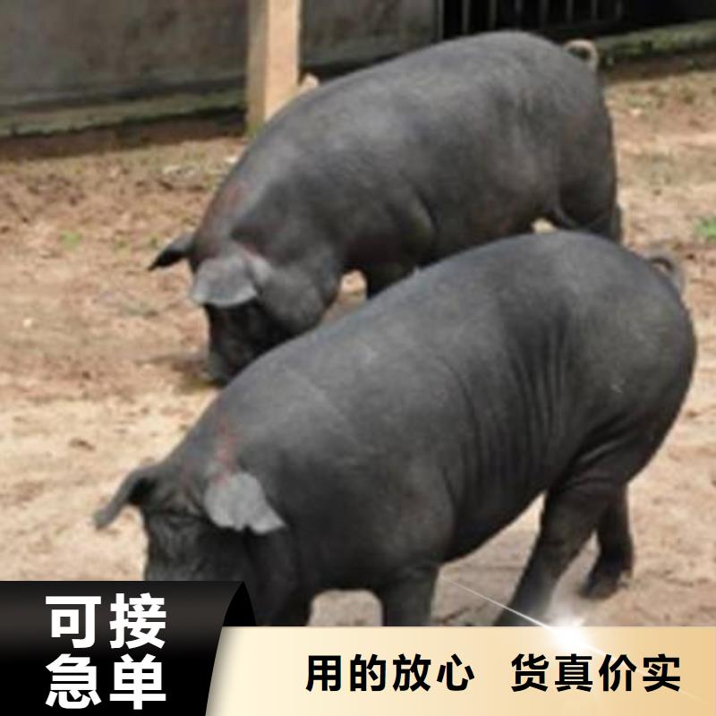 种猪-种猪品牌厂家