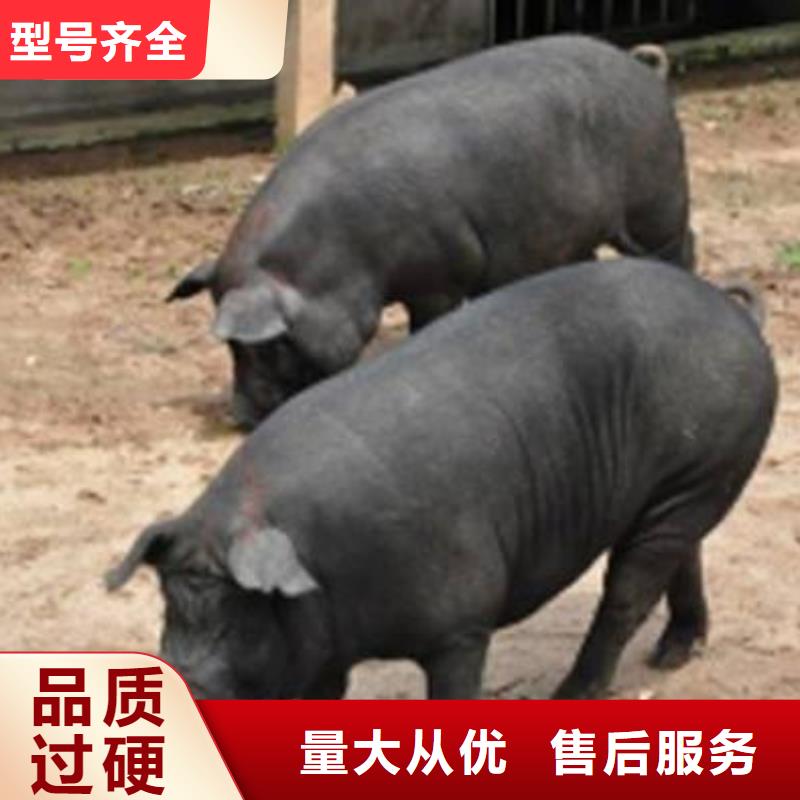 种猪_价格实在