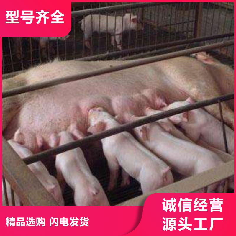 种猪品质与价格同行