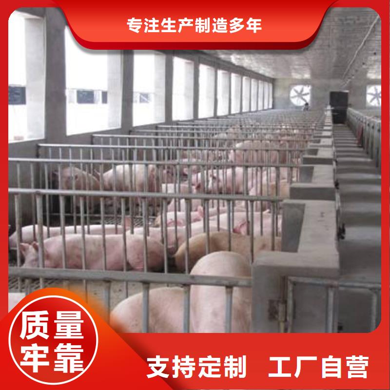 种猪选购经验