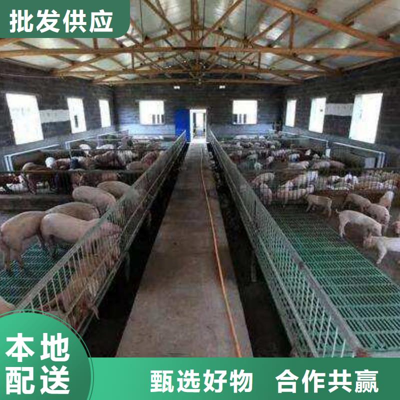 种猪全国包邮