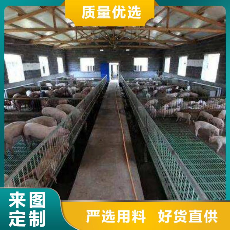 种猪工厂直营