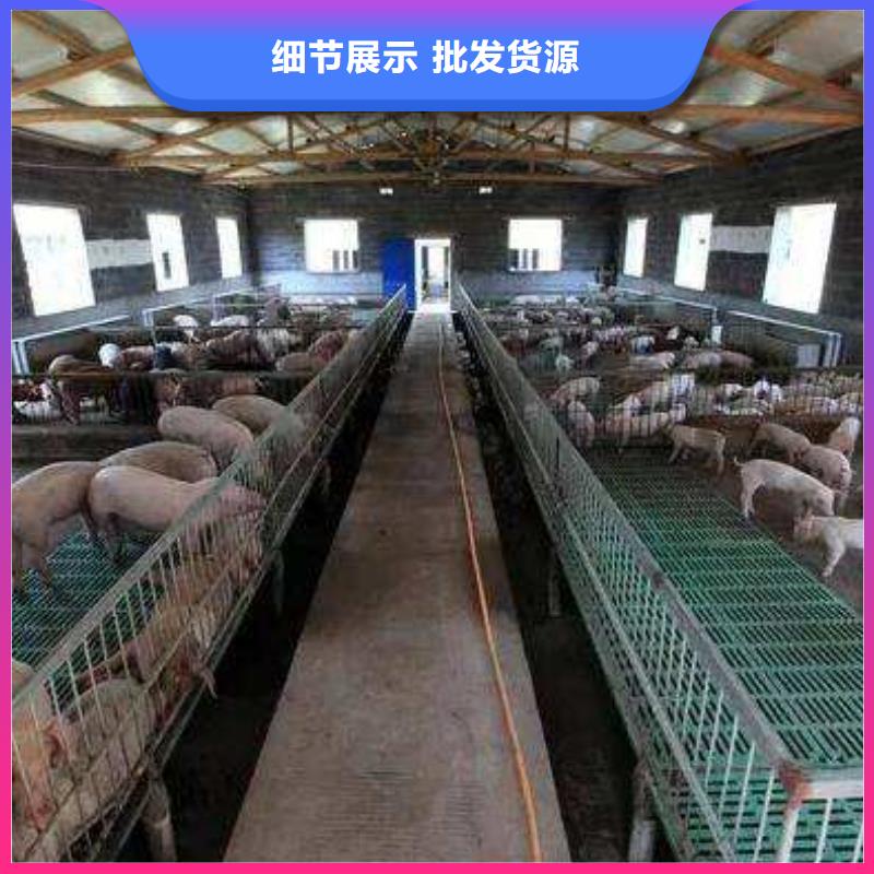 种猪可来电定制-质量可靠