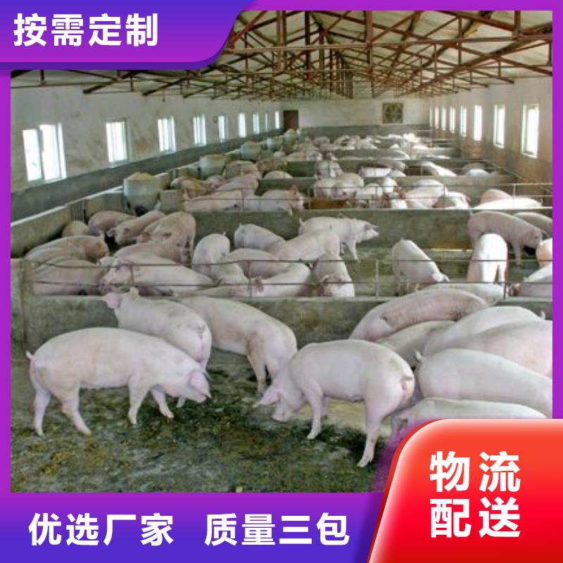 批发种猪_厂家/供应