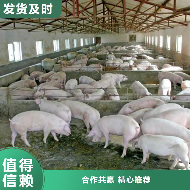 种猪-种猪厂家