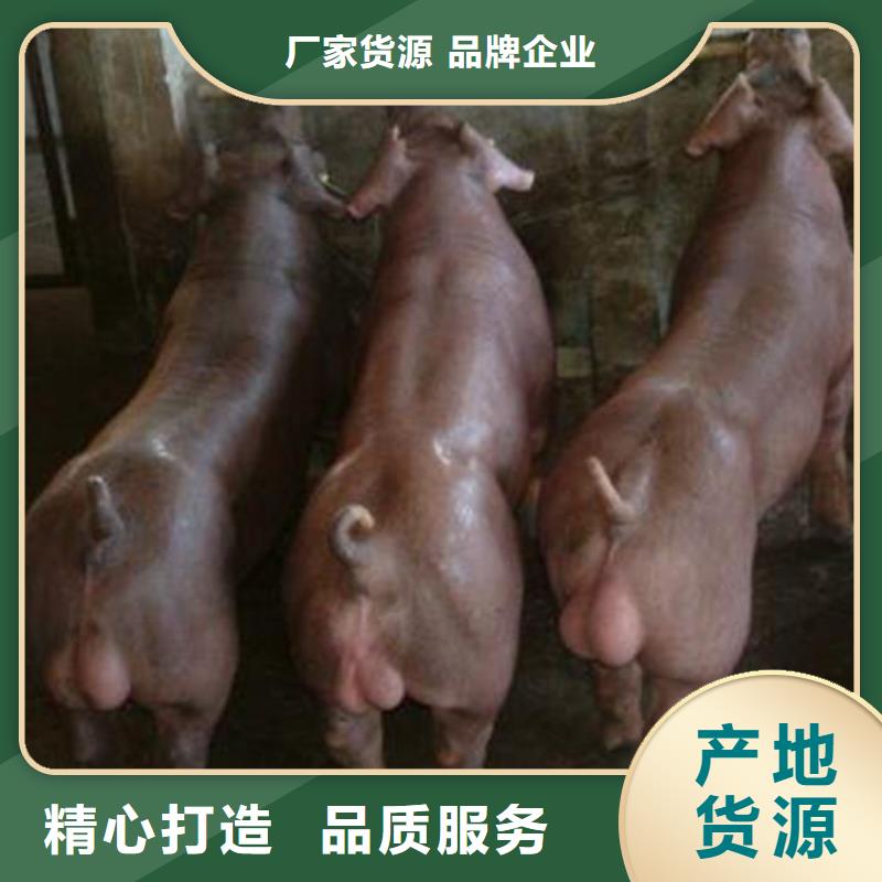 种猪厂家按需定制
