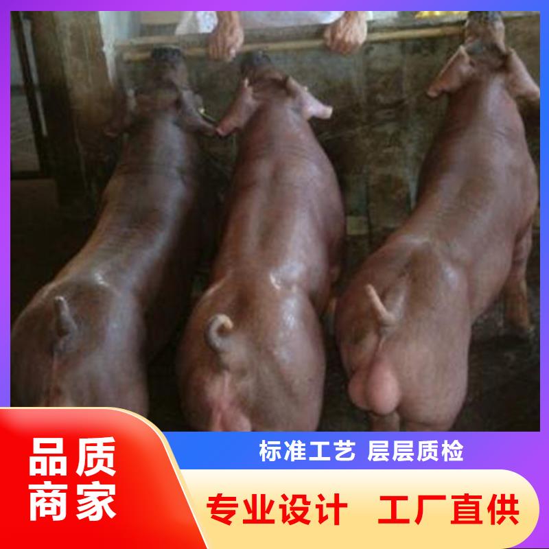 值得信赖的种猪基地