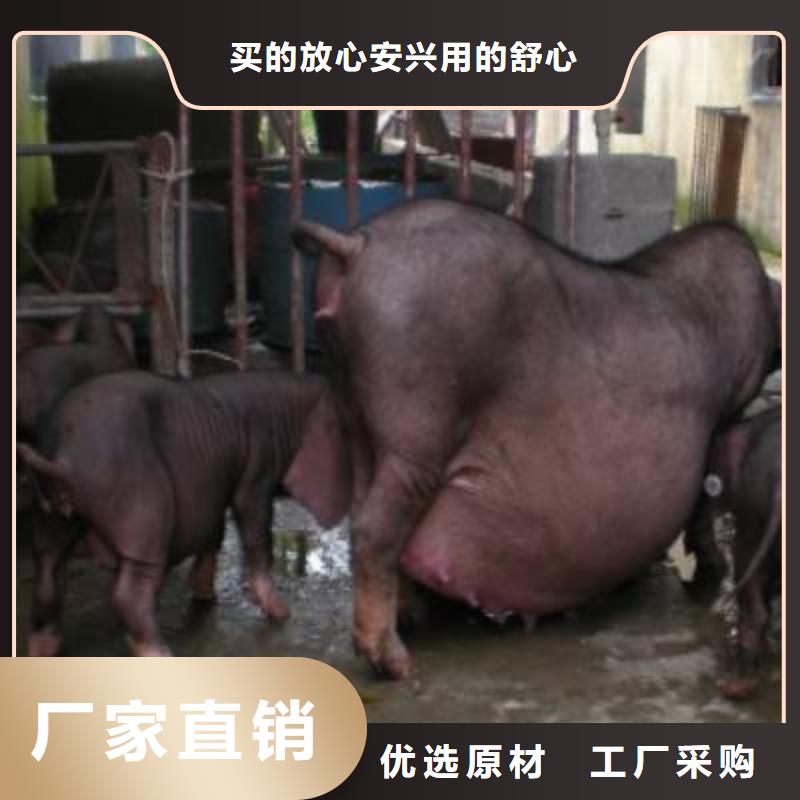 种猪现货销售厂家