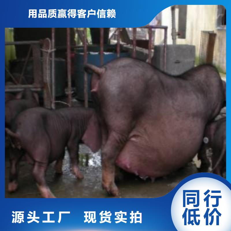 种猪一站式厂家
