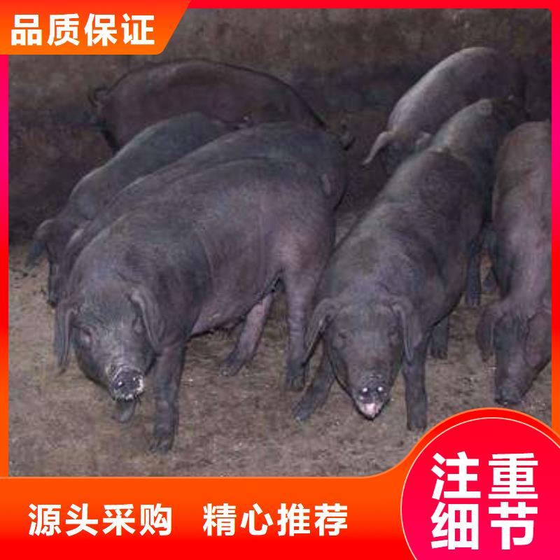 优质种猪的生产厂家