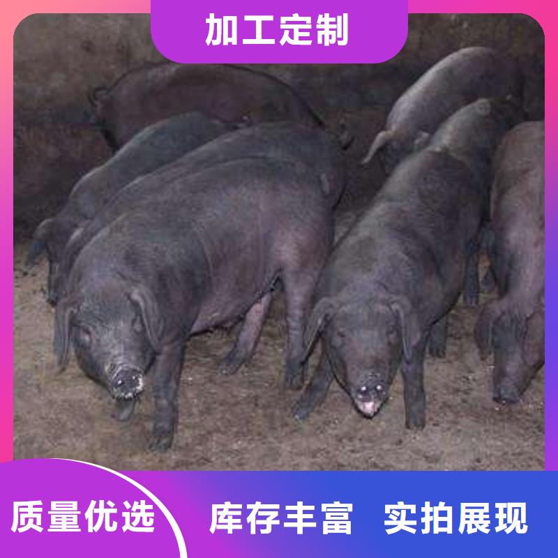 种猪常年供货