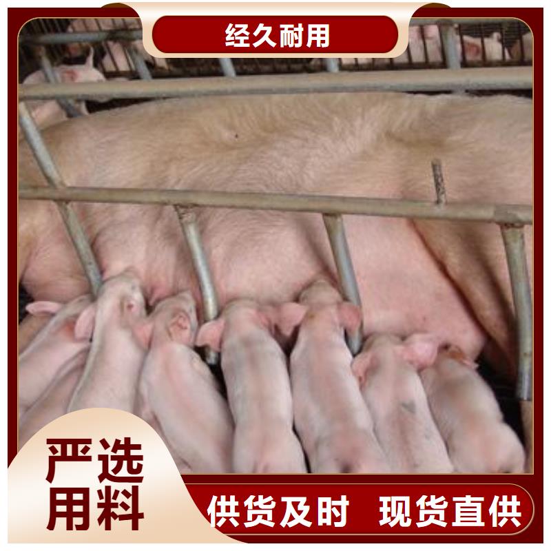 种猪厂家-点击领取样品