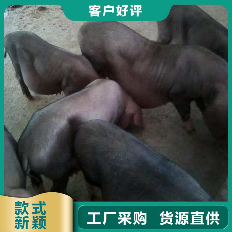 种猪常年批发