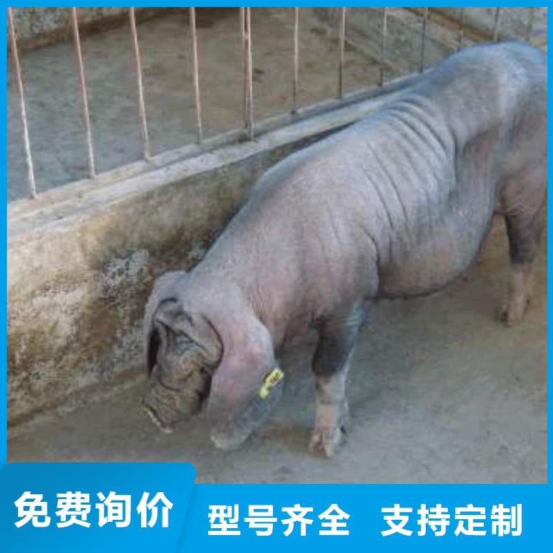 种猪厂家放心购