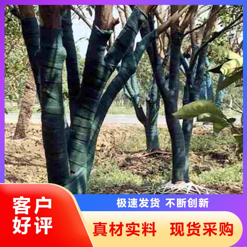 缠树带性能可靠