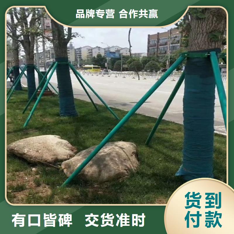 缠树带价格