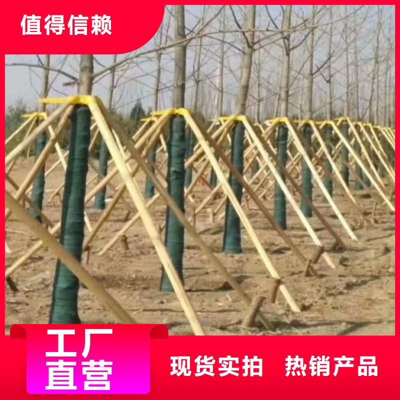缠树带-放心可靠