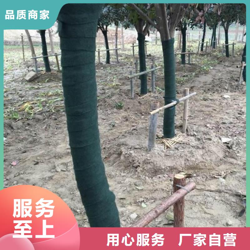 缠树带诚信厂家-品质保障