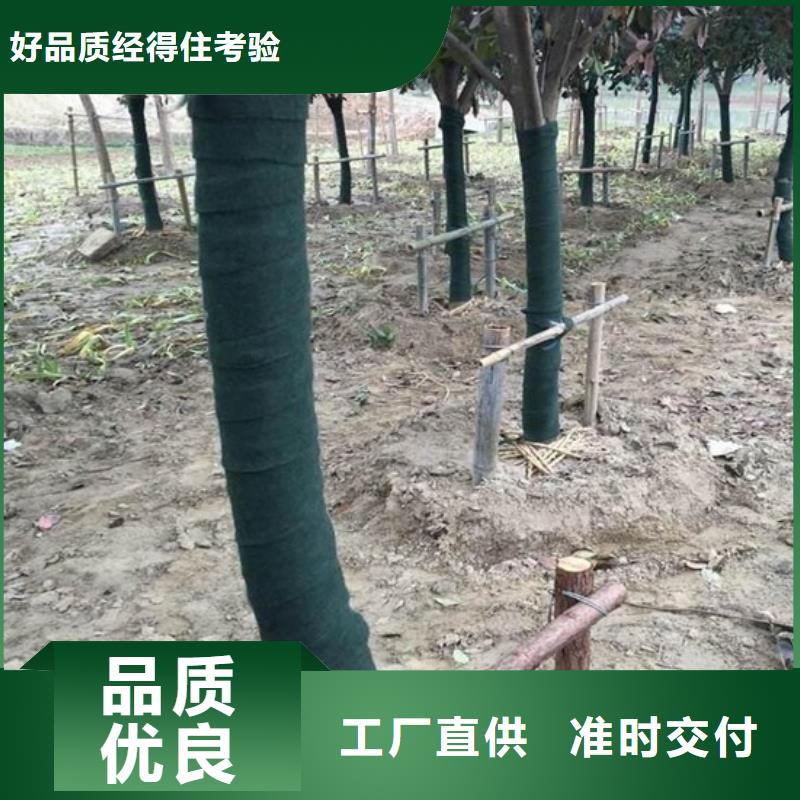 本地缠树带厂商