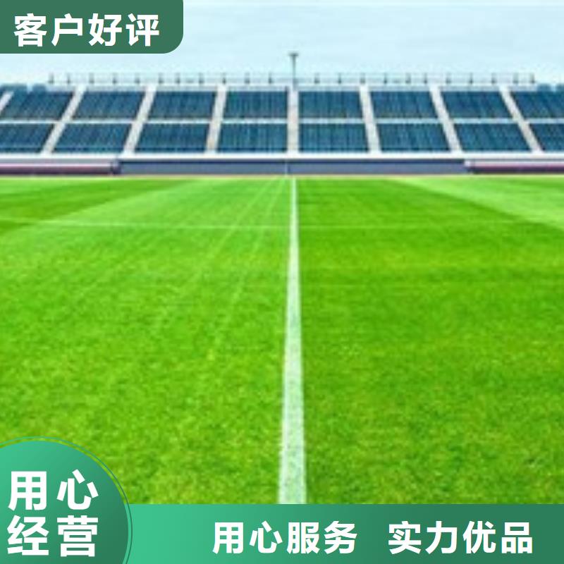 人造草坪厂家-有口皆碑-全国发货