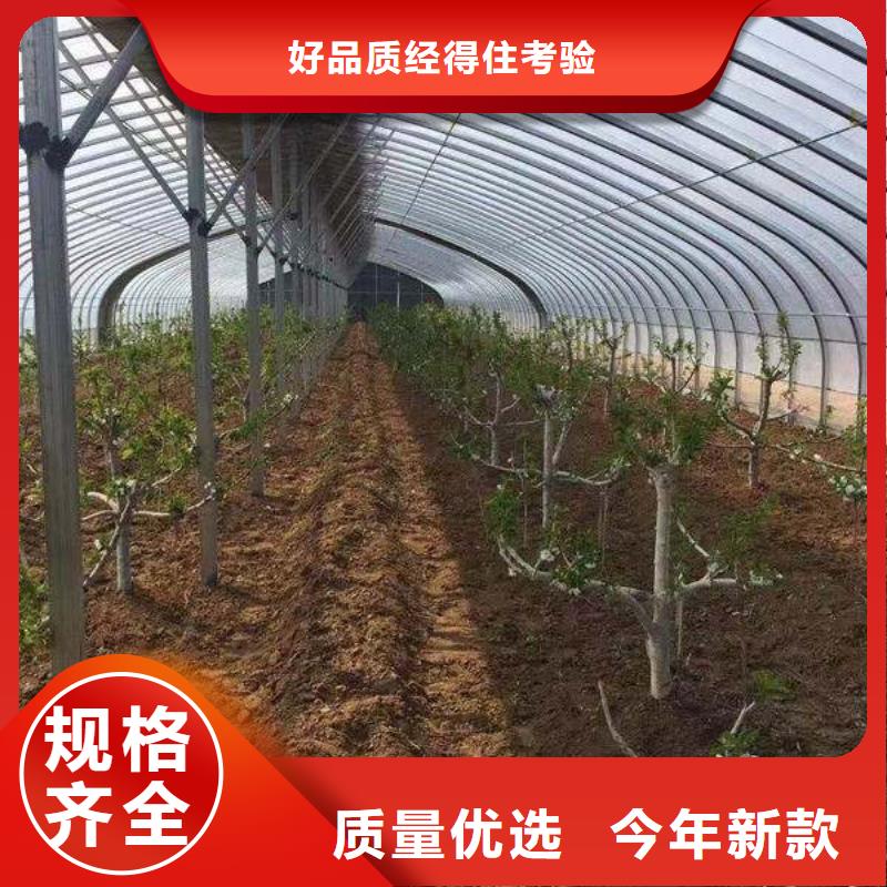 蔬菜大棚企业-实力雄厚