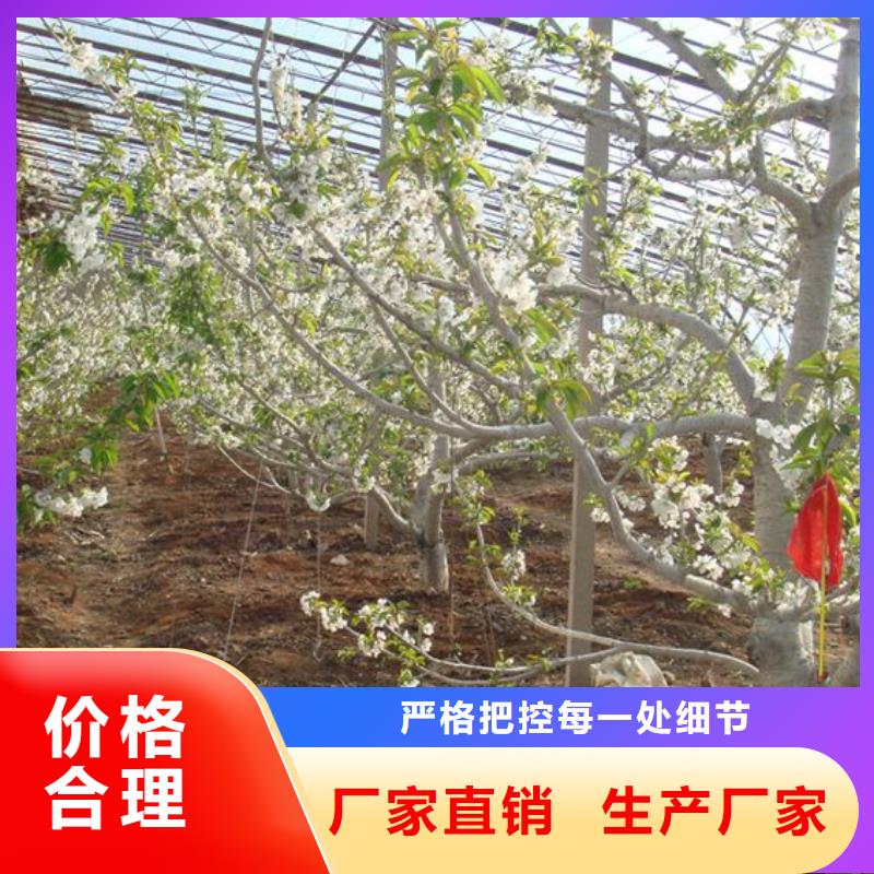 价格合理的蔬菜大棚生产厂家