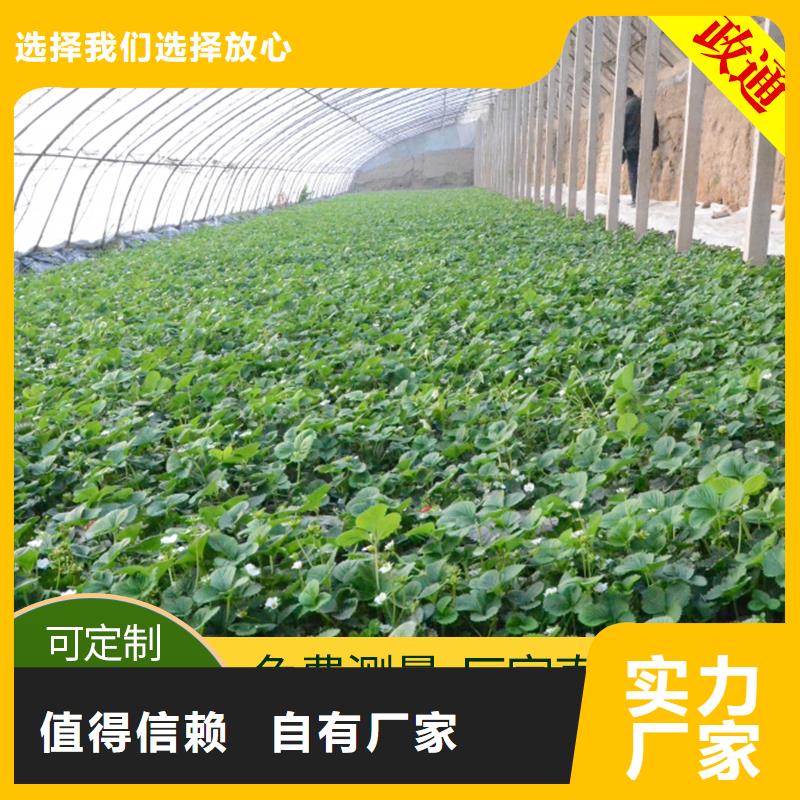 蔬菜大棚质高价优