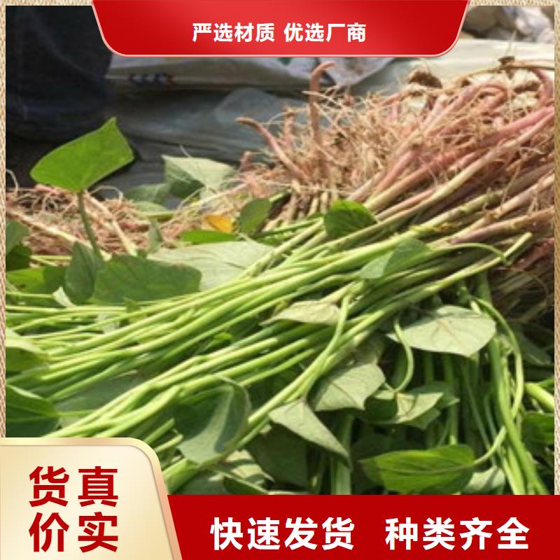 汉川紫薯苗实力厂家