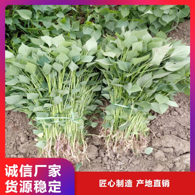 汉川紫薯苗13天出货