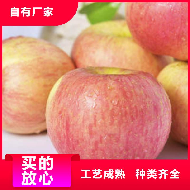 【红富士苹果】苹果种植基地现货批发