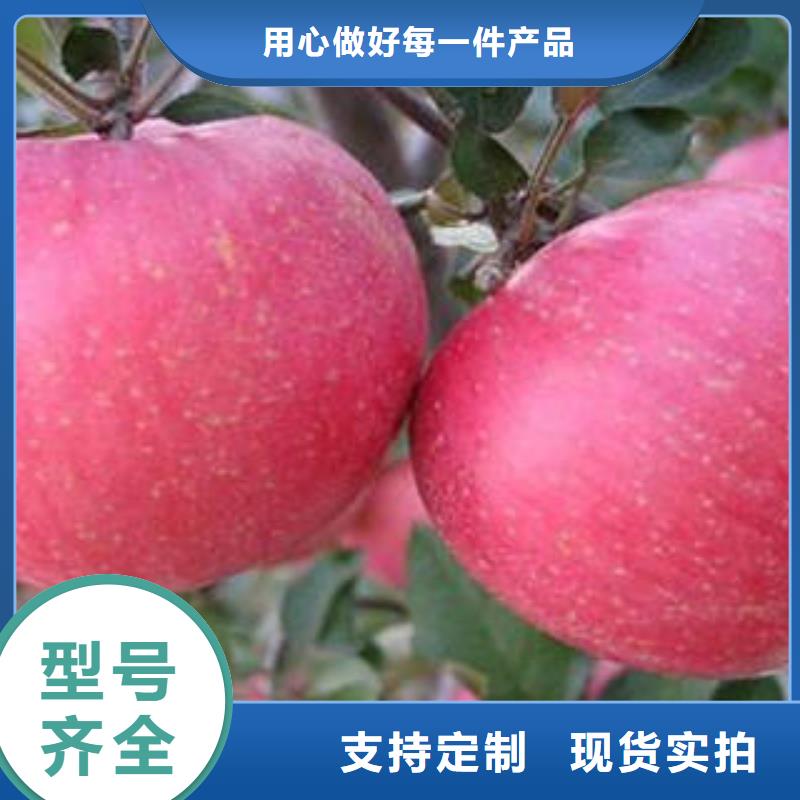 【红富士苹果】苹果种植基地现货批发
