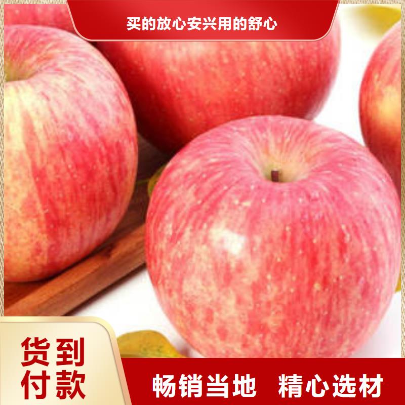 红富士苹果_苹果种植基地一件也发货