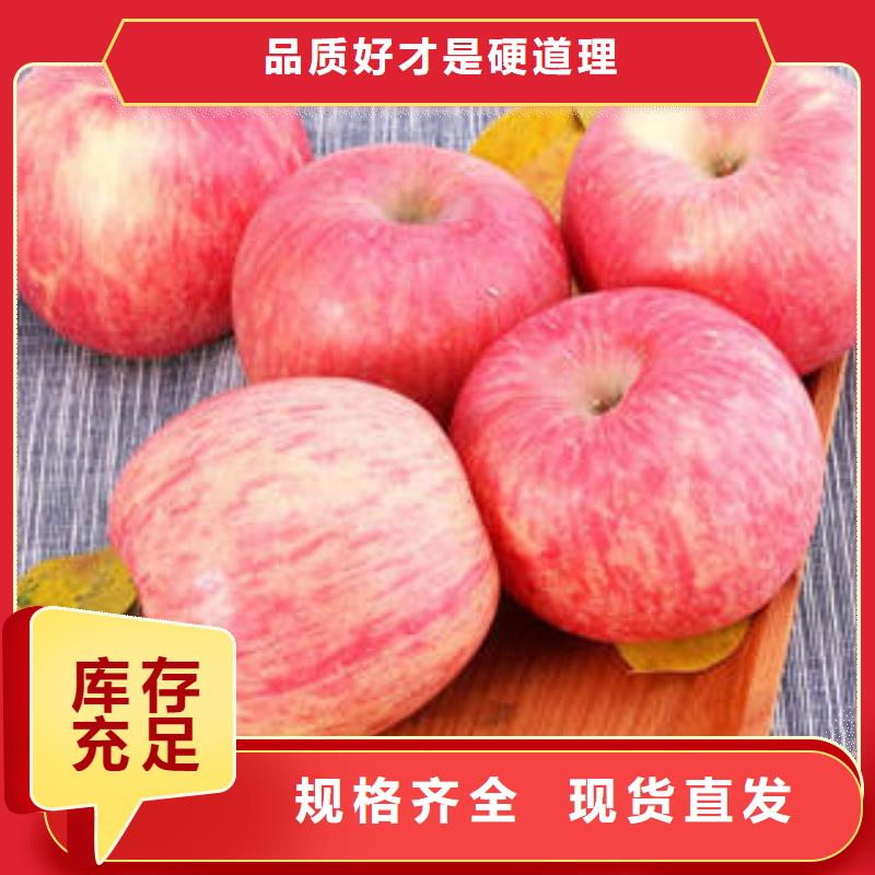红富士苹果-苹果种植基地客户好评