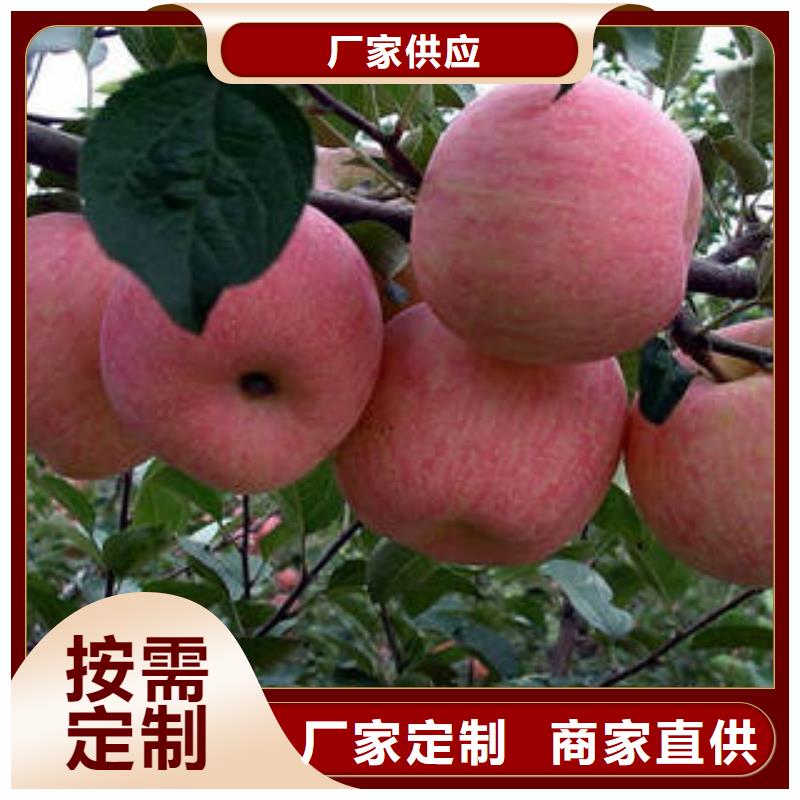 【红富士苹果苹果为品质而生产】
