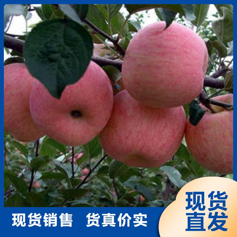 红富士苹果-苹果种植基地客户好评
