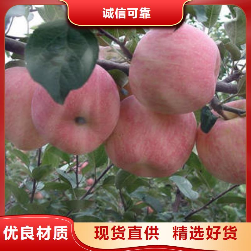 红富士苹果苹果种植基地专业生产设备