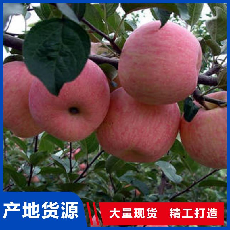 【红富士苹果】红富士苹果产地源头厂源头货