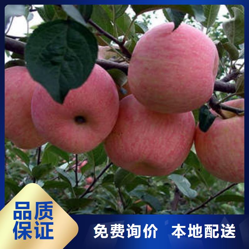 红富士苹果打造行业品质