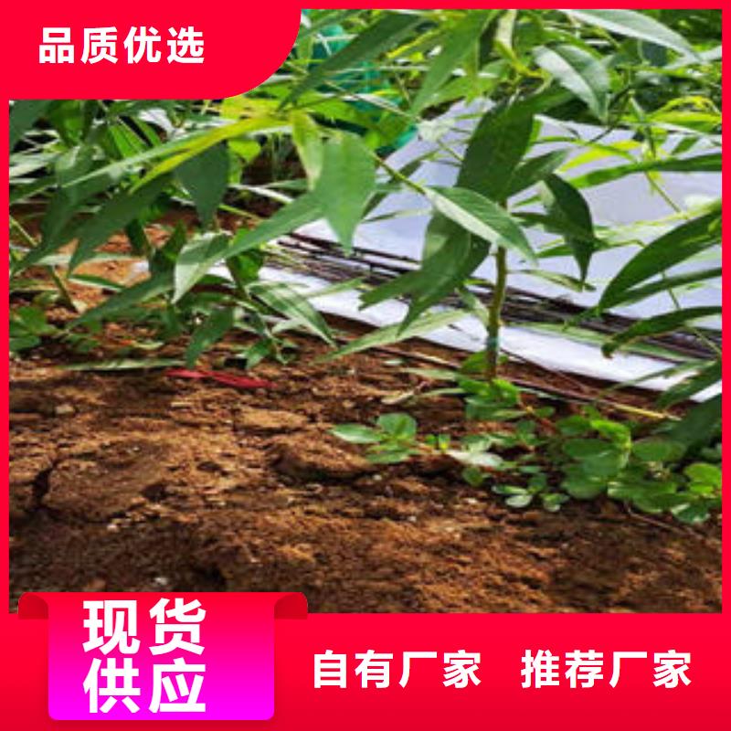 3厘米种植时间