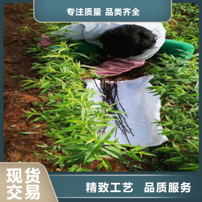 【桃树苗苹果苗价格地道】