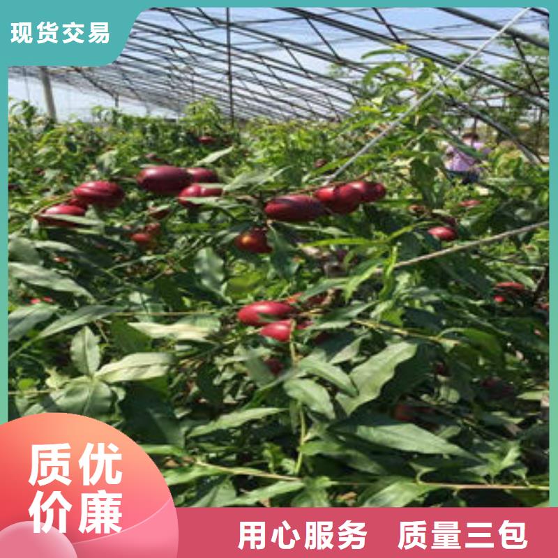 西洋皇后油桃树苗30公分