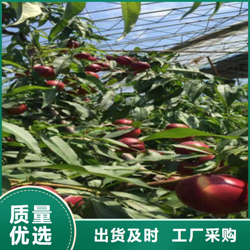 早熟蟠桃树苗0.8公分