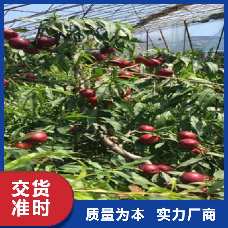 永莲蜜桃7号桃树苗70公分