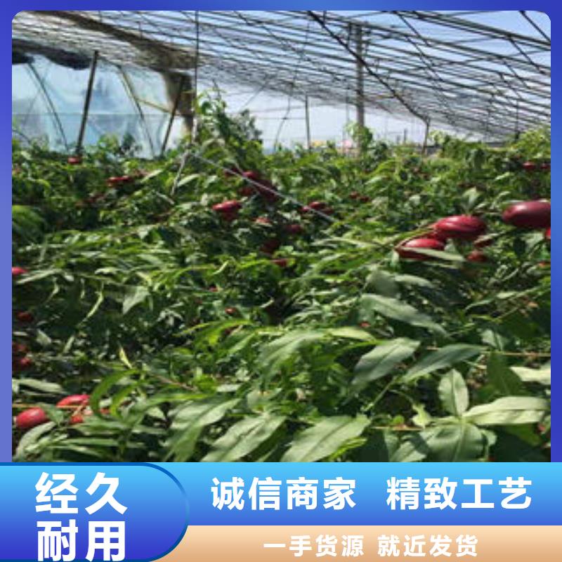 超红珠油桃树苗1.5公分