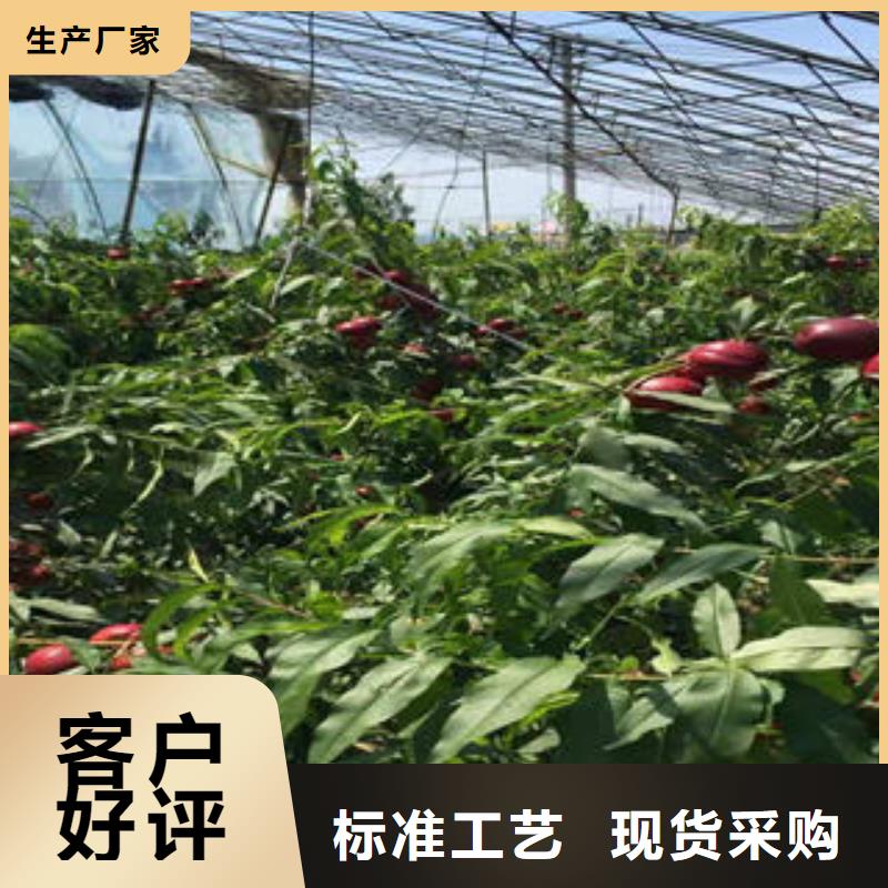 水蜜桃树苗7公分