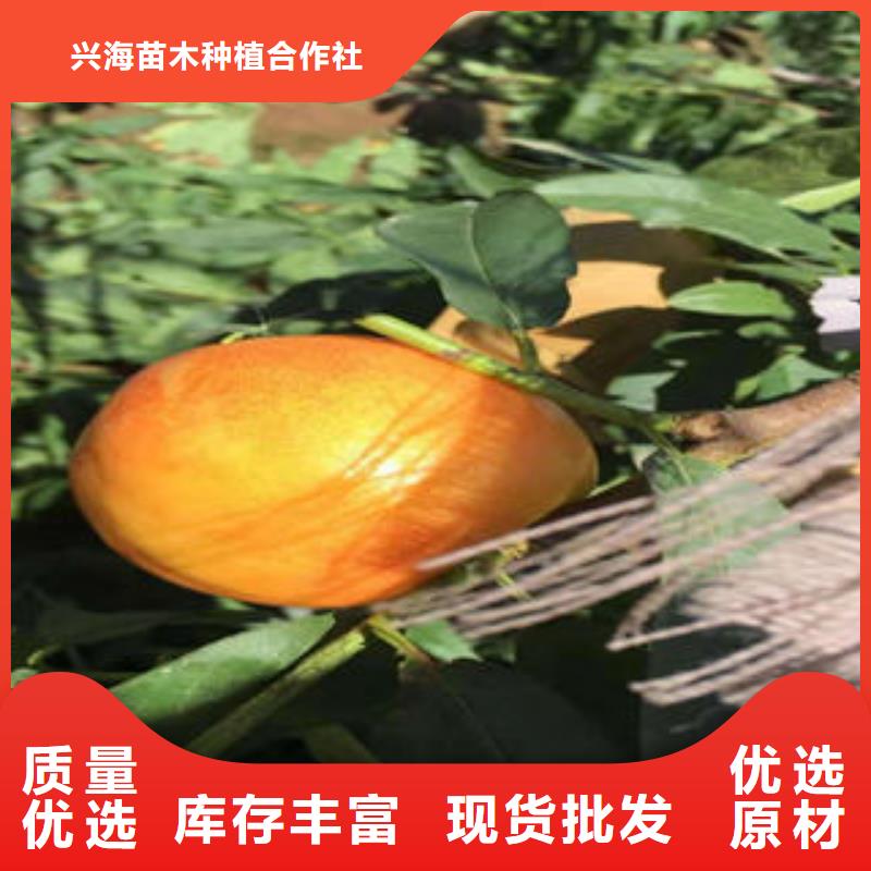 西洋皇后油桃树苗30公分