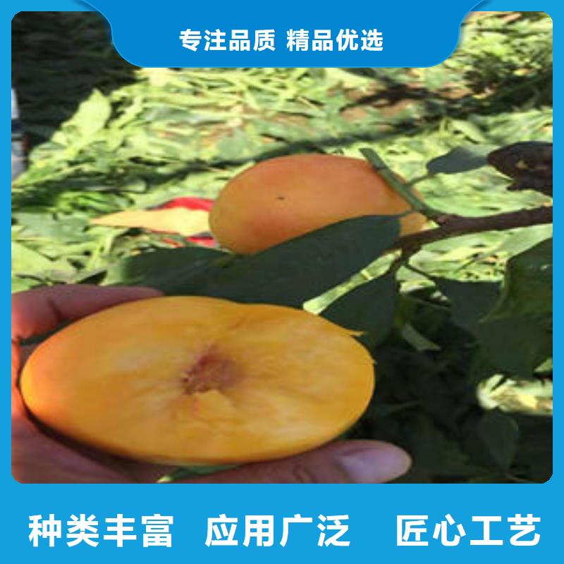 桃树苗-苹果苗实体厂家大量现货