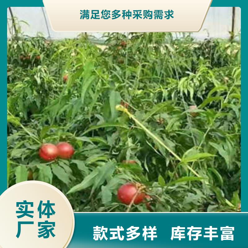 中油5号桃树苗40公分