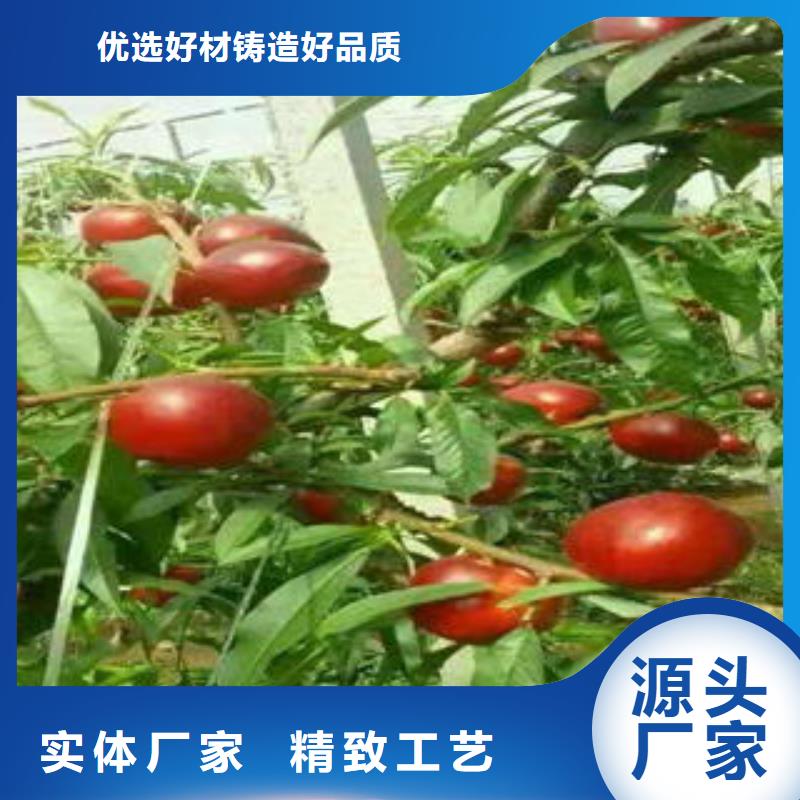 永莲蜜桃7号桃树苗70公分