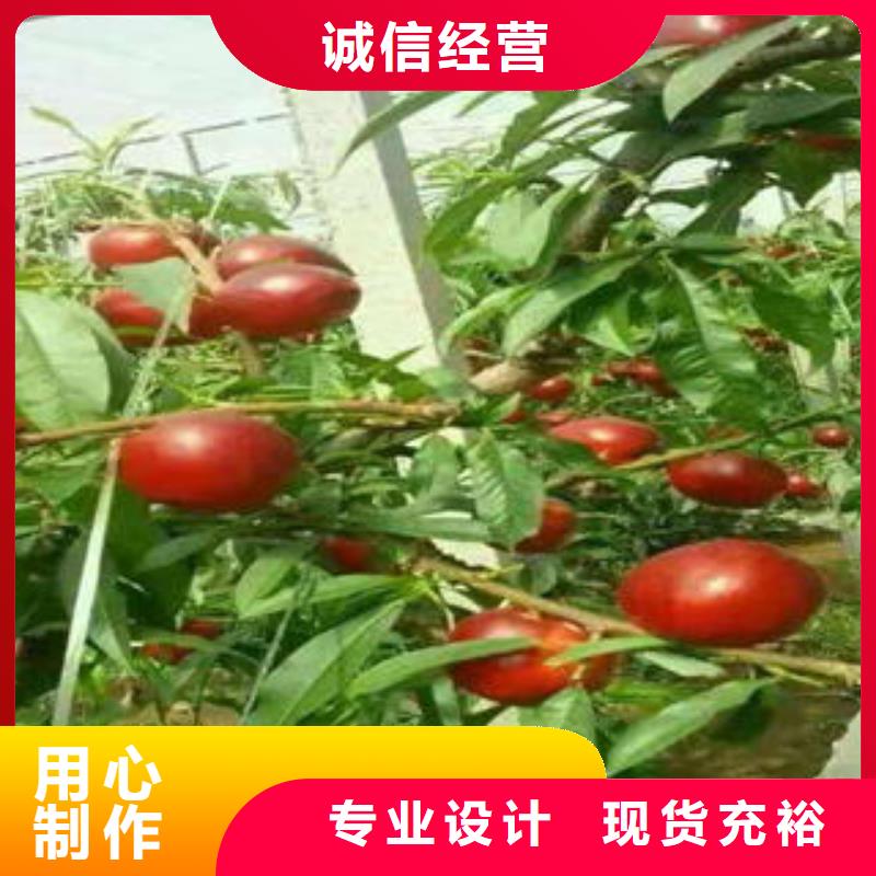 美夏油桃树苗15公分